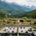 First Black Bear Spotted Using Animal Overcrossing at Snoqualmie Pass